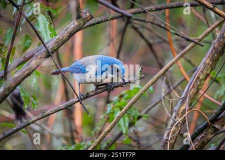 California Scrub-jay steht auf einem Baumzweig im Whitaker Ponds Nature Park in Portland, Oregon Stockfoto
