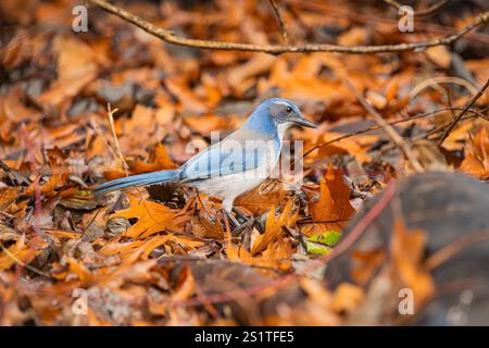 California Scrub-Jay in den Herbstblättern Stockfoto