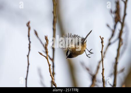 Black-Cap Chickadee, die von einem kleinen Zweig im Whitaker Ponds Nature Park in Portland, Oregon, fliegen Stockfoto