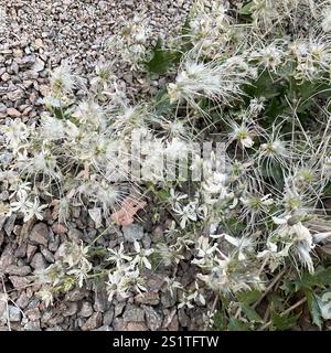 Western White Clematis (Clematis ligusticifolia) Stockfoto
