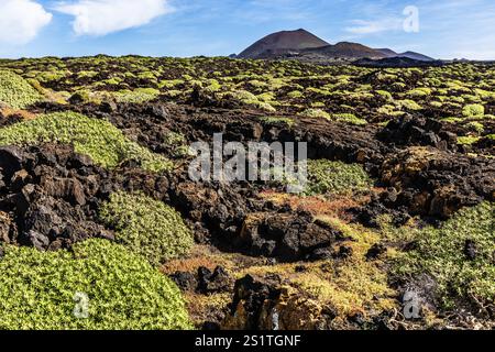 2016, Timanfaya-Nationalpark, Lanzarote, Feuerberge des Timanfaya-Nationalparks, Montanas del Fuego, ESP, Spanien, Kanarische Inseln, Kanarische Inseln, A Stockfoto
