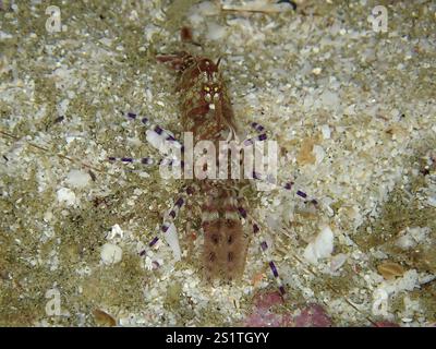 Gut getarnte Garnelen, gemeine marmorierte Garnelen (Saron marmoratus), die über den sandigen Meeresboden fahren, Tauchplatz Sodwana Bay National Park, Maputaland Mar Stockfoto