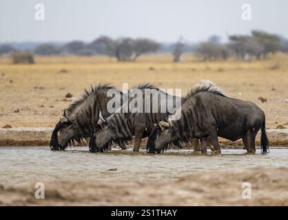 Blaues Gnus (Connochaetes taurinus), drei Gnus trinken an einem Wasserloch, Nxai Pan Nationalpark, Botswana, Afrika Stockfoto