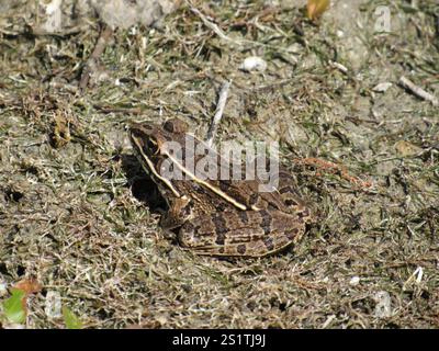 Leopardenfrosch (Lithobates blairi) Stockfoto