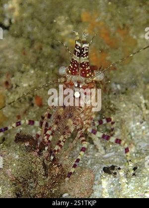 Frontalansicht einer getarnten Garnele, gemeine marmorierte Garnele (Saron marmoratus), auf einem Sandboden, Tauchplatz Sodwana Bay National Park, Maputaland Mar Stockfoto