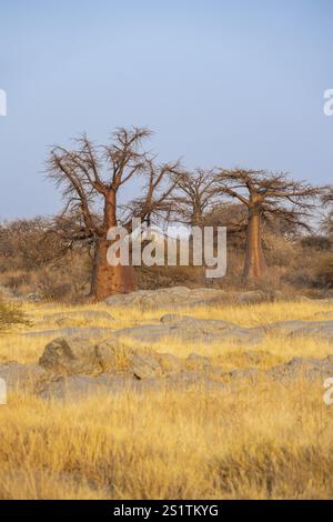 Afrikanischer Baobab oder Baobab-Baum (Adansonia digitata), mehrere Bäume bei Sonnenaufgang, Kubu Island (Lekubu), Sowa Pfanne, Makgadikgadi Salinen, Botswana, Afrika Stockfoto