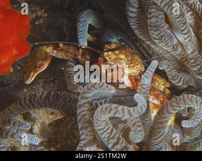 Gelbe Anemonen-Porzellankrabbe (Neopetrolisthes alobatus) versteckt sich zwischen den Tentakeln einer Meeresanemone im Korallenriff, Tauchplatz Sodwana Bay Nation Stockfoto