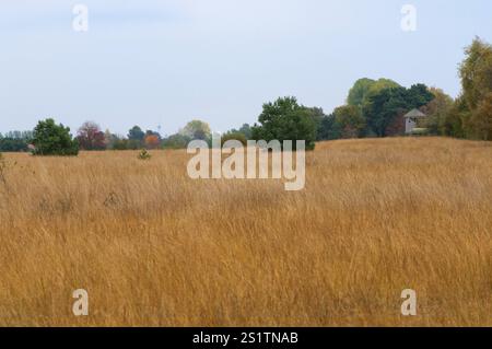 Naturaufnahmen im Diepholzmoor Stockfoto