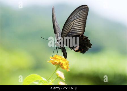 Ein schwarzer männlicher Großmormon-Schmetterling (Papilio memnon) mit komplizierten Flügelmustern ernährt sich von einer kleinen orangen Blume mit einem üppigen grünen Hintergrund Stockfoto