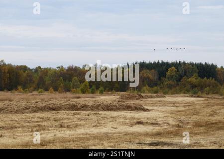 Naturaufnahmen im Diepholzmoor Stockfoto