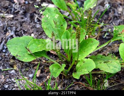 Amerikanische Kochbanane (Plantago rugelii) Stockfoto