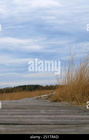 Naturaufnahmen im Diepholzmoor Stockfoto