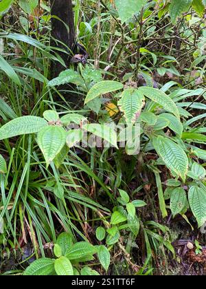 Kosters Fluch (Miconia crenata) Stockfoto