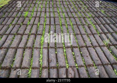 Torfgewinnung in Ostfriesland Stockfoto