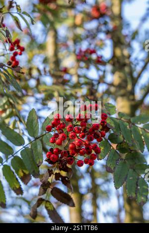 Rote Beeren auf einem vogelbaum in der Morgensonne an einem Spätsommertag. Rote bereis auf einem vogelbaum in der Morgensonne an einem Spätsommertag Stockfoto