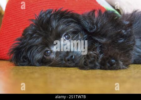 Kleiner schwarzer Hund ein Bolonka Malteser mischt Welpen wie ein kleines Haustier. Kleiner schwarzer Hund, ein schönes Haustier Stockfoto