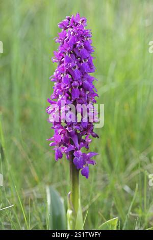 Frühe lila Orchidee Orchis mascula Stockfoto