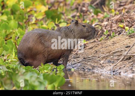 Capybara oder Capybara (Hydrochoerus hydrochaeris), Pantanal, Binnenland, Feuchtgebiete, UNESCO-Biosphärenreservat, Weltkulturerbe, Feuchtbiotope, Mato Gros Stockfoto