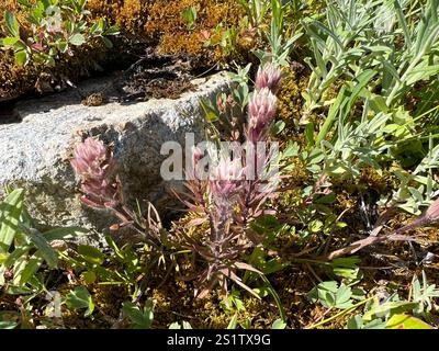 Weißer, kleinblütiger Pinsel (Castilleja parviflora albida) Stockfoto