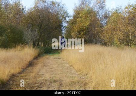 Naturaufnahmen im Diepholzmoor Stockfoto