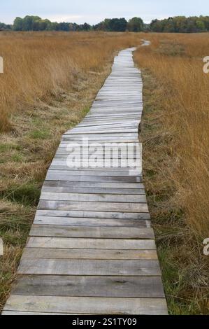 Naturaufnahmen im Diepholzmoor Stockfoto