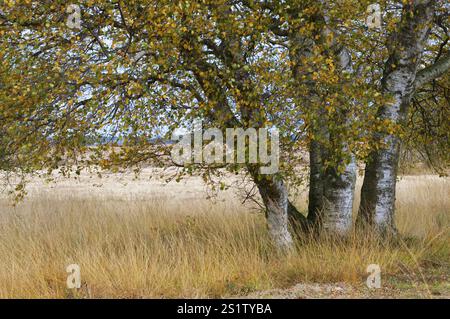 Naturaufnahmen im Diepholzmoor Stockfoto