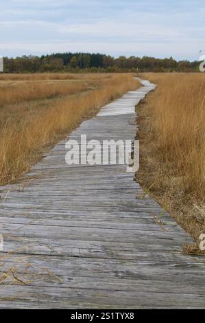 Naturaufnahmen im Diepholzmoor Stockfoto