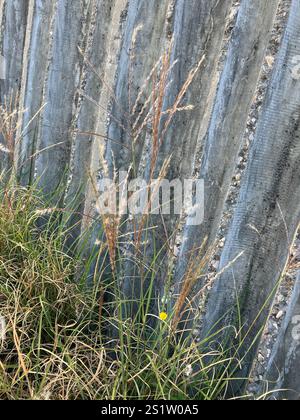 King Ranch Bluestem (Bothriochloa ischaemum) Stockfoto