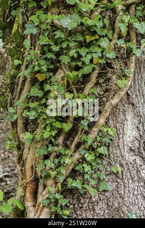 Alter Baum berwuchert von Efeu Hedera helix Stockfotografie - Alamy