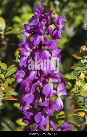 Frühe lila Orchidee Orchis mascula Stockfoto