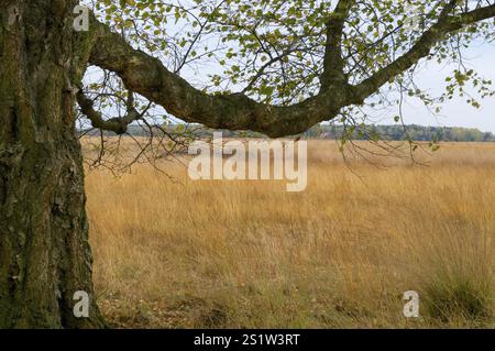 Naturaufnahmen im Diepholzmoor Stockfoto