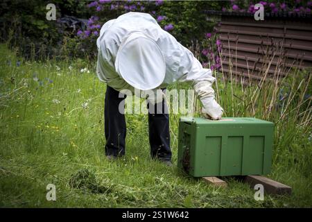 Ein Schwarm entflohener Bienen hat einen Haufen in einem Apfelbaum gebildet und wurde von einem Imker wieder gefangen. Sie haben ein neues Zuhause in einem Bienenkorb gefunden. Ein Bienenstock Honig B Stockfoto