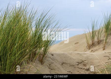 Wunderschönes Strandgras auf einer Düne auf der Insel Borkum. Wunderschönes Strandgras auf einer Düne auf der insel Borkum Stockfoto