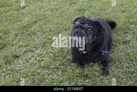 Schwarzer Senior Mops posiert auf grünen Wiesen Stockfoto