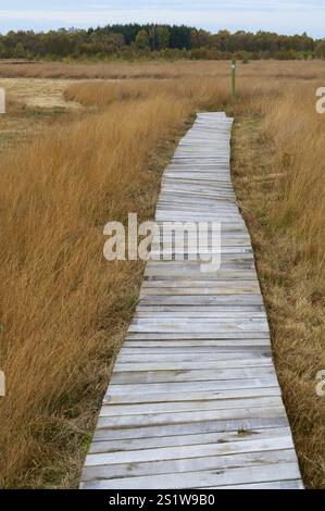 Naturaufnahmen im Diepholzmoor Stockfoto