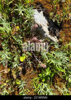 Weißer, kleinblütiger Pinsel (Castilleja parviflora albida) Stockfoto