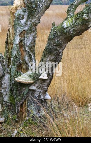 Naturaufnahmen im Diepholzmoor Stockfoto