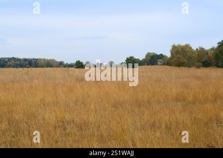 Naturaufnahmen im Diepholzmoor Stockfoto