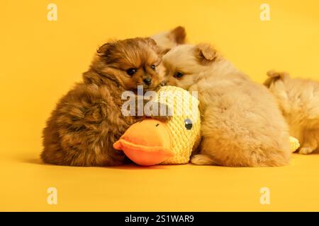 Niedliche chihuahua-Welpen kuscheln mit einer gefüllten Spielzeugente vor gelbem Studiohintergrund Stockfoto