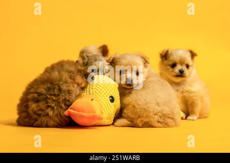 Niedliche chihuahua-Welpen kuscheln mit einer gefüllten Spielzeugente vor gelbem Studiohintergrund Stockfoto