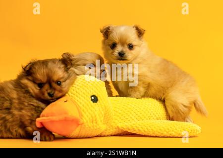 Niedliche chihuahua-Welpen kuscheln mit einer gefüllten Spielzeugente vor gelbem Studiohintergrund Stockfoto