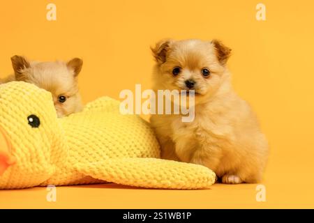 Niedliche chihuahua-Welpen kuscheln mit einer gefüllten Spielzeugente vor gelbem Studiohintergrund Stockfoto