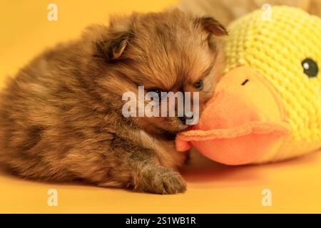 Niedliche chihuahua-Welpen kuscheln mit einer gefüllten Spielzeugente vor gelbem Studiohintergrund Stockfoto