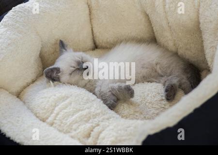 Kleines britisches Kurzhaar-Kätzchen in silberfarbener Farbe in einem schönen, gemütlichen Zuhause Stockfoto