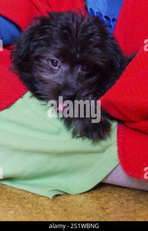 Kleiner schwarzer Hund ein Bolonka Malteser mischt Welpen wie ein kleines Haustier. Kleiner schwarzer Hund, ein schönes Haustier Stockfoto