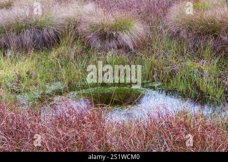 Naturaufnahmen im Diepholzmoor Stockfoto