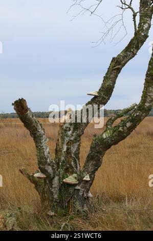 Naturaufnahmen im Diepholzmoor Stockfoto