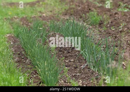 Zwiebeln und Karotten wachsen im Frühsommer gerne nebeneinander im Bio-Garten. Bio-Garten mit Zwiebeln- und Karottenanbau Stockfoto