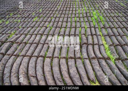 Torfgewinnung in Ostfriesland Stockfoto