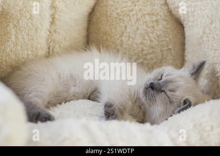 Kleines britisches Kurzhaar-Kätzchen in silberfarbener Farbe im schönen Haus Stockfoto